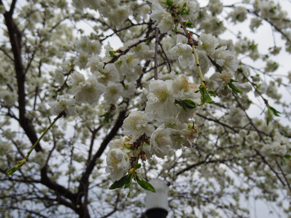 IMGP0797