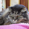 IMGP0523