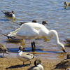 IMGP0442