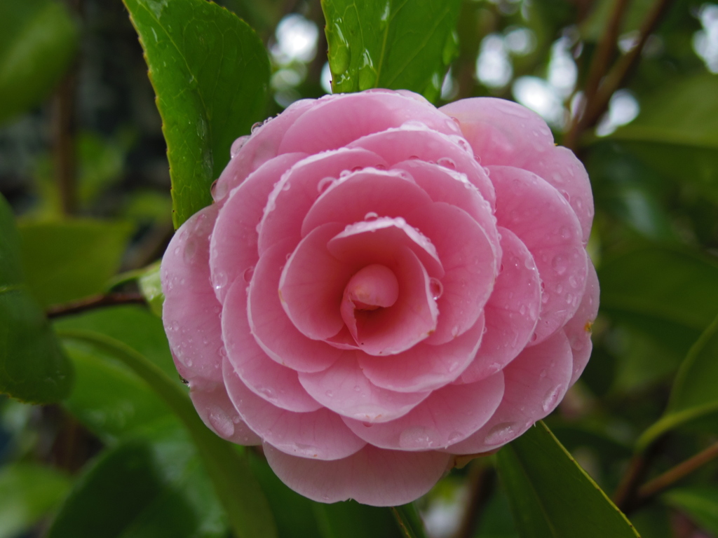 IMGP0806