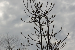IMGP0653