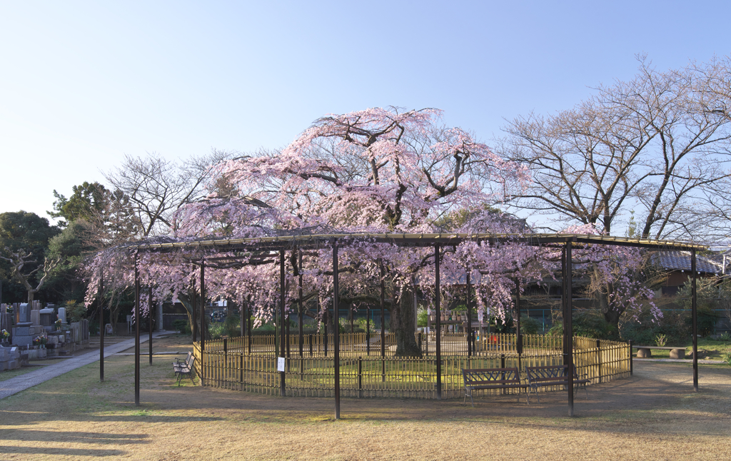 妙行寺の枝垂桜