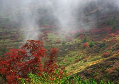 草津白根山高原ルート (3)