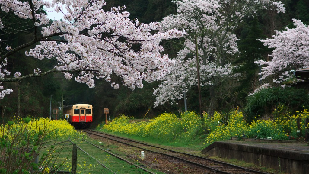 養花天