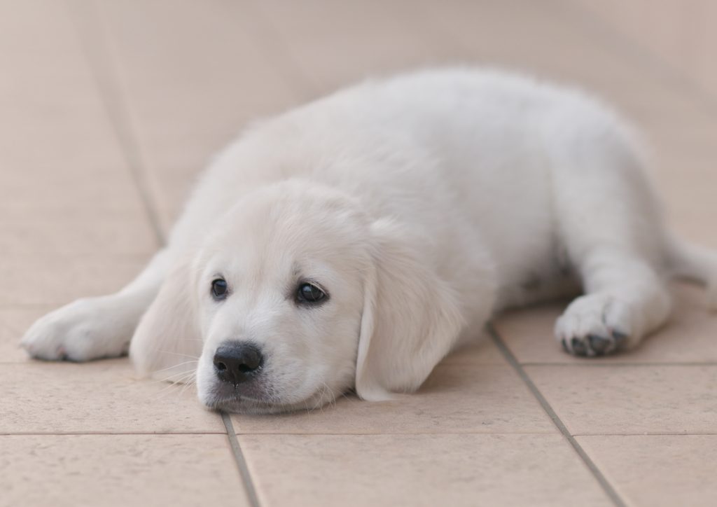 puppy (9)
