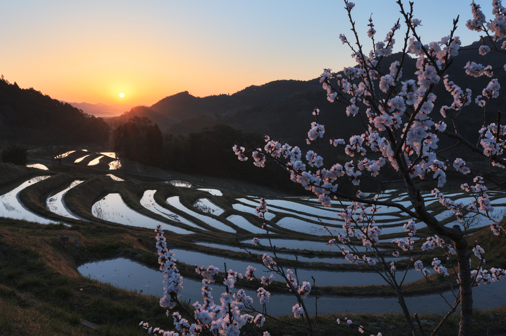 梅の花の咲く頃