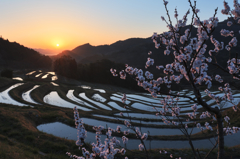 梅の花の咲く頃