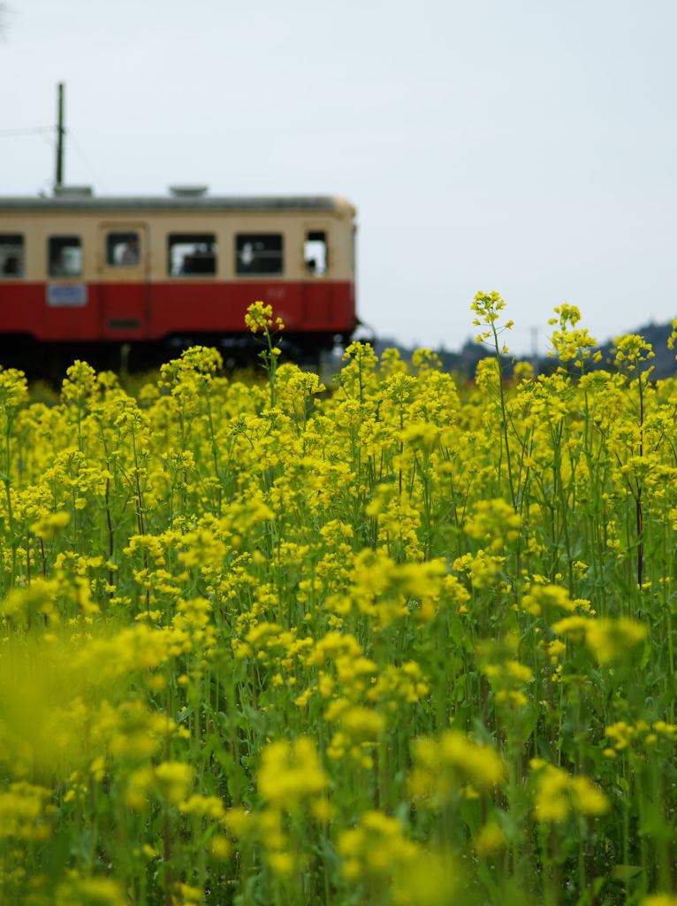 Yellow Railway