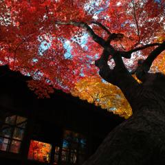 本土寺・秋 (18)