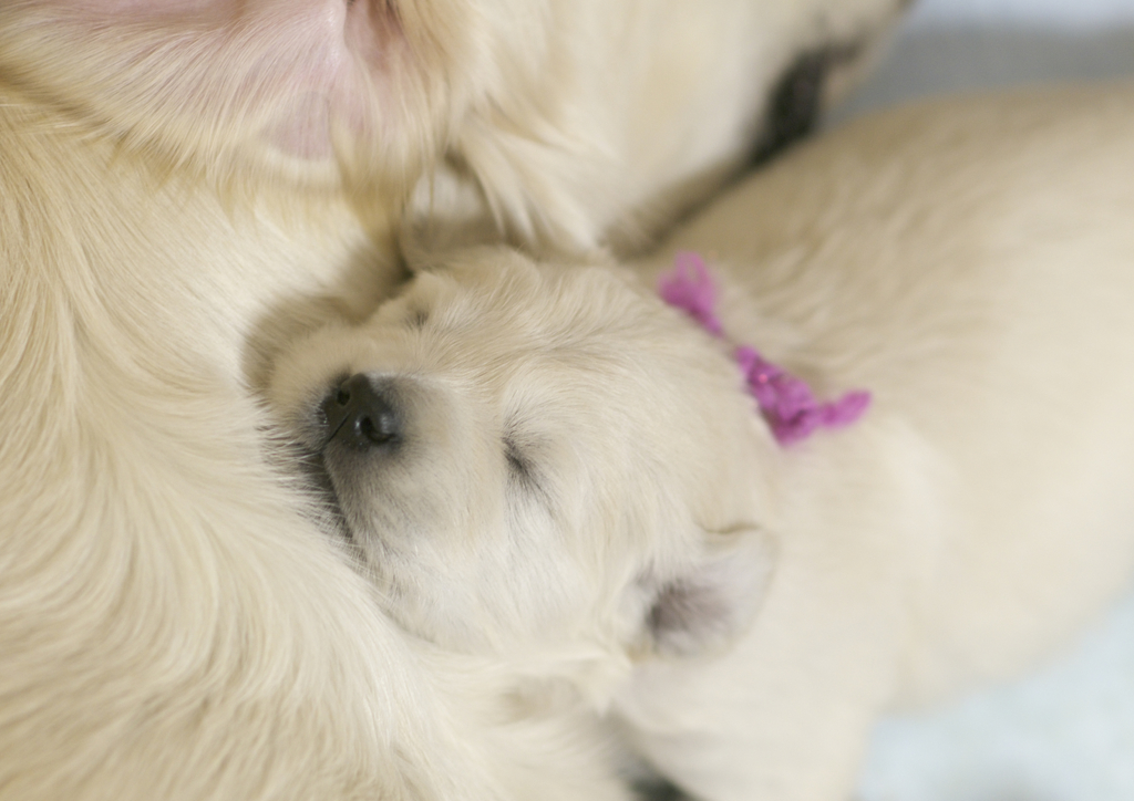 puppy (10)