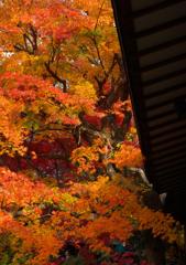 本土寺・秋 (3)