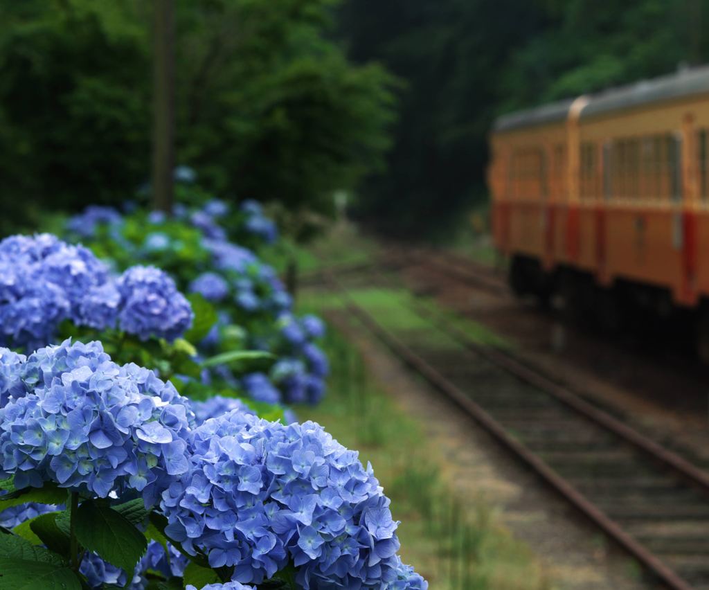 紫陽花の待つ駅　１