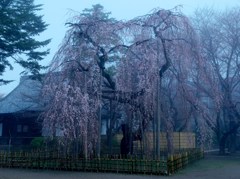 黎明に咲く