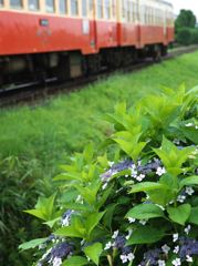 線路脇の額紫陽花