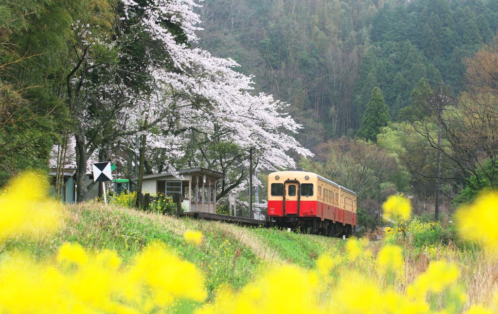 春の大久保駅