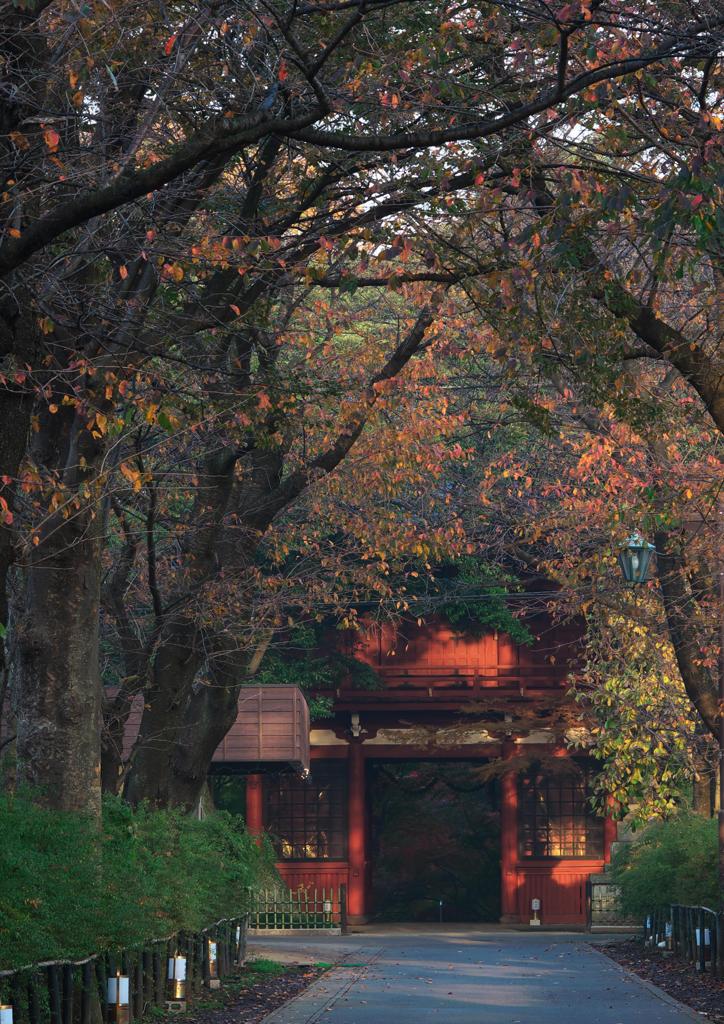 本土寺・秋 (9)