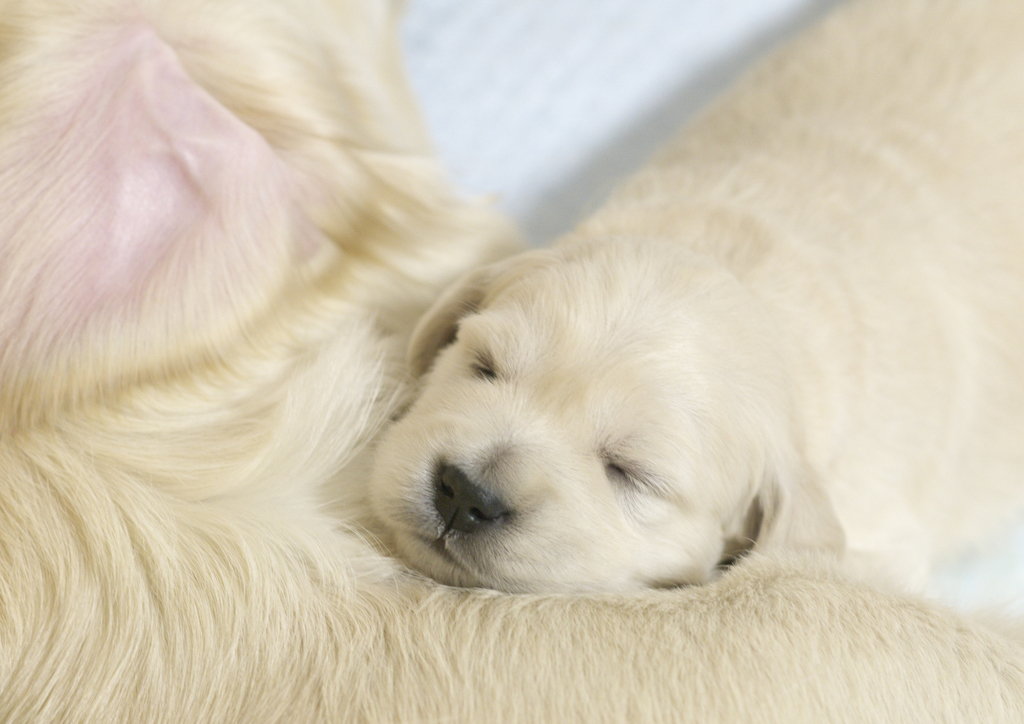 puppy (13)