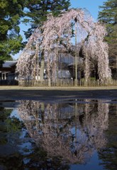 名桜と水(たまり)鏡