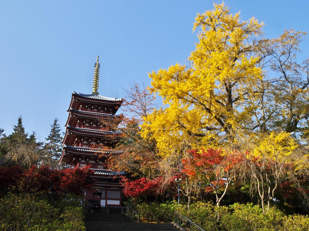 本土寺・秋 (15)