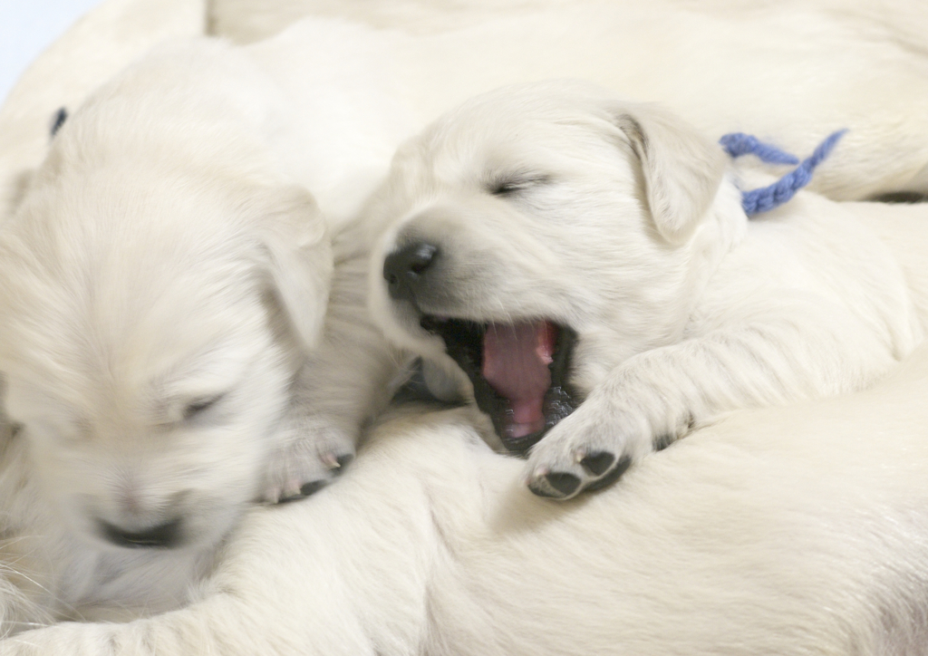 puppy (11)