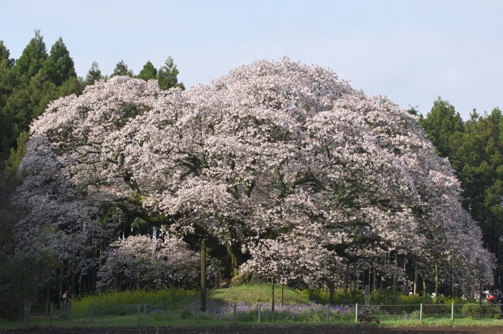 吉高の大桜
