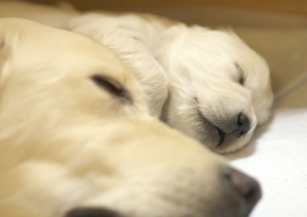 puppy (3)
