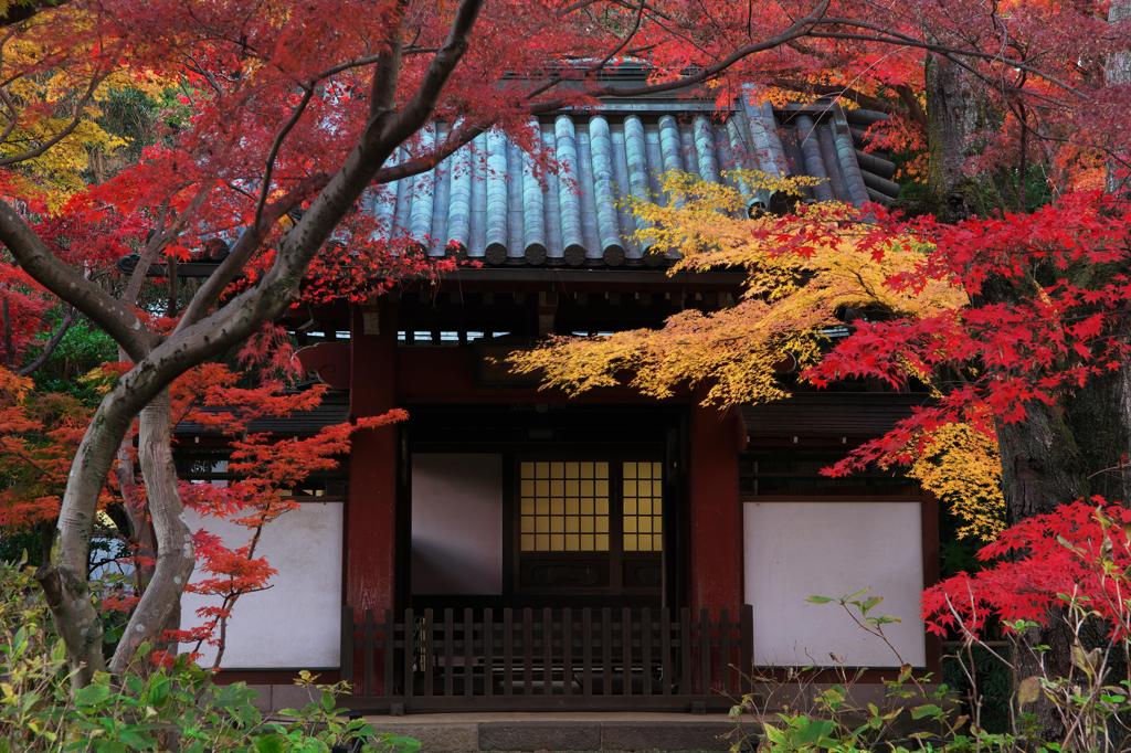 本土寺・秋 (10)