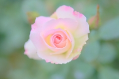 ピンクときいろ