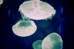 浮いたり沈んだり