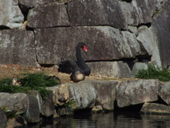 blac　swan