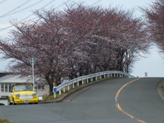 五分咲き桜とmini