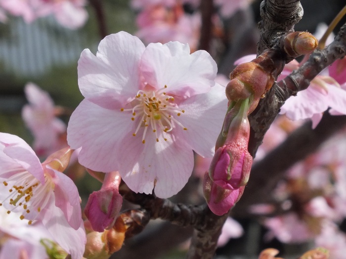 梅　つぼみ　花