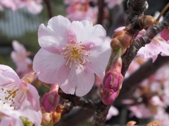 梅　つぼみ　花