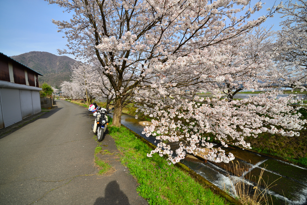 俺と桜とスーパーカブ