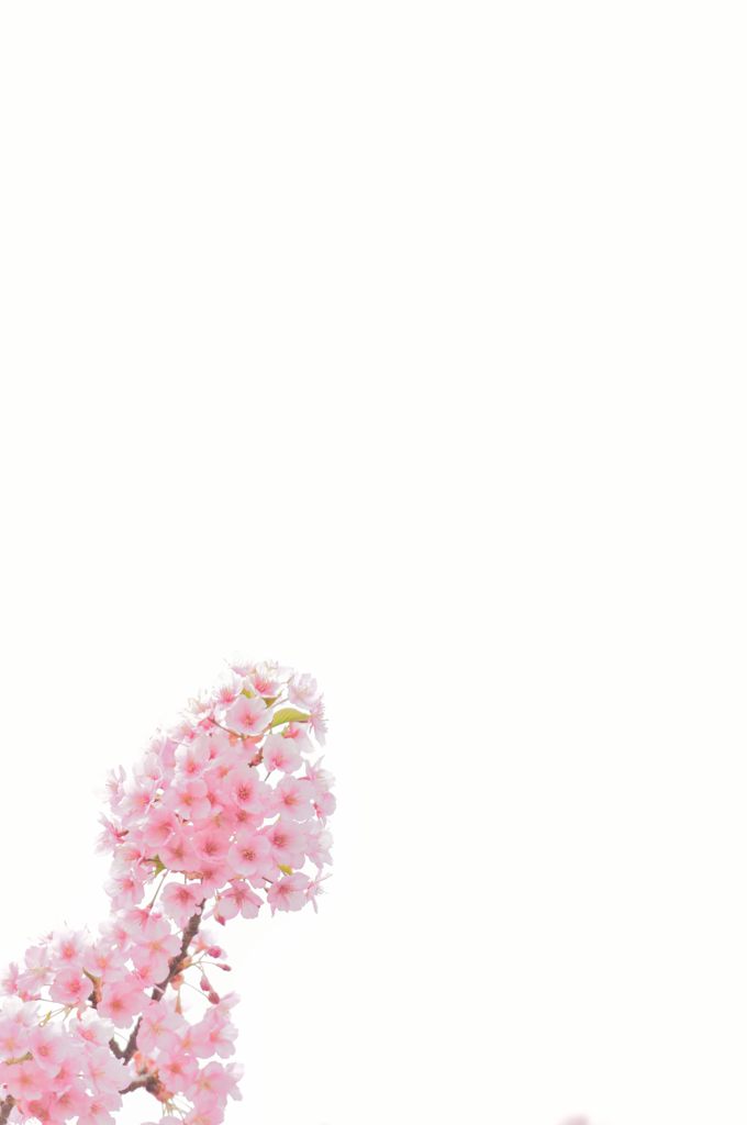 河津桜4