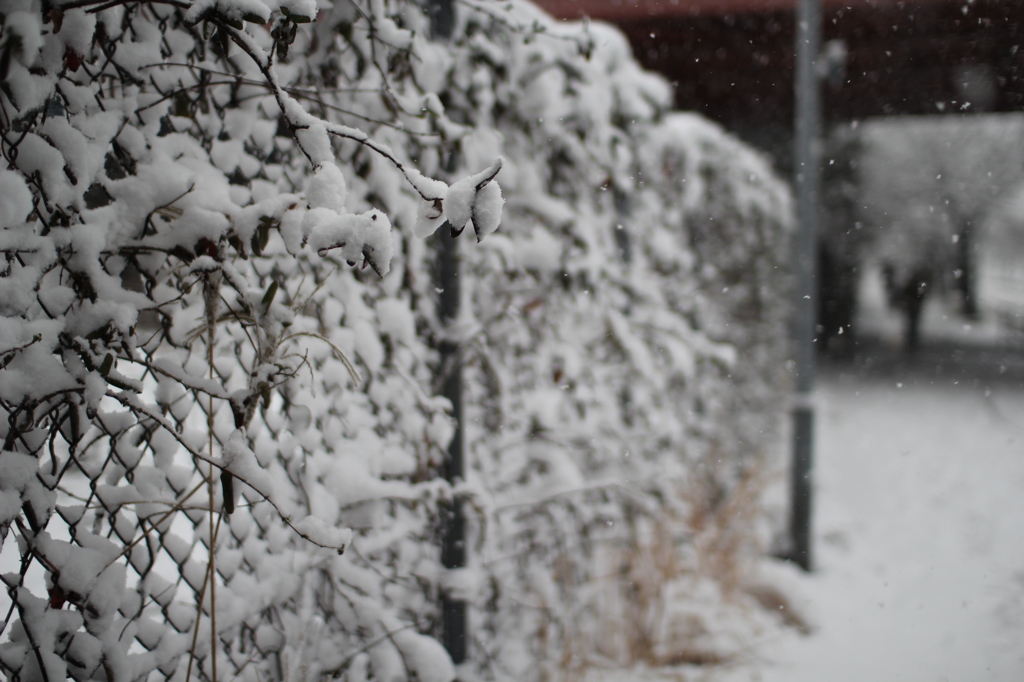 雪