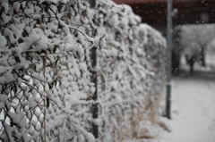 雪
