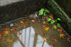 水溜り