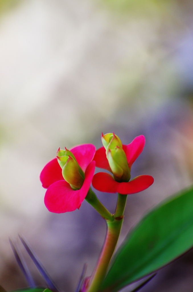 静かに咲く花