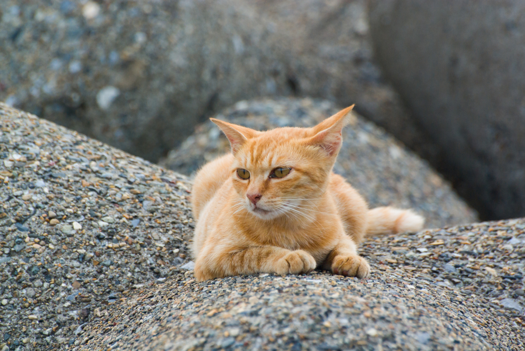 お猫さん