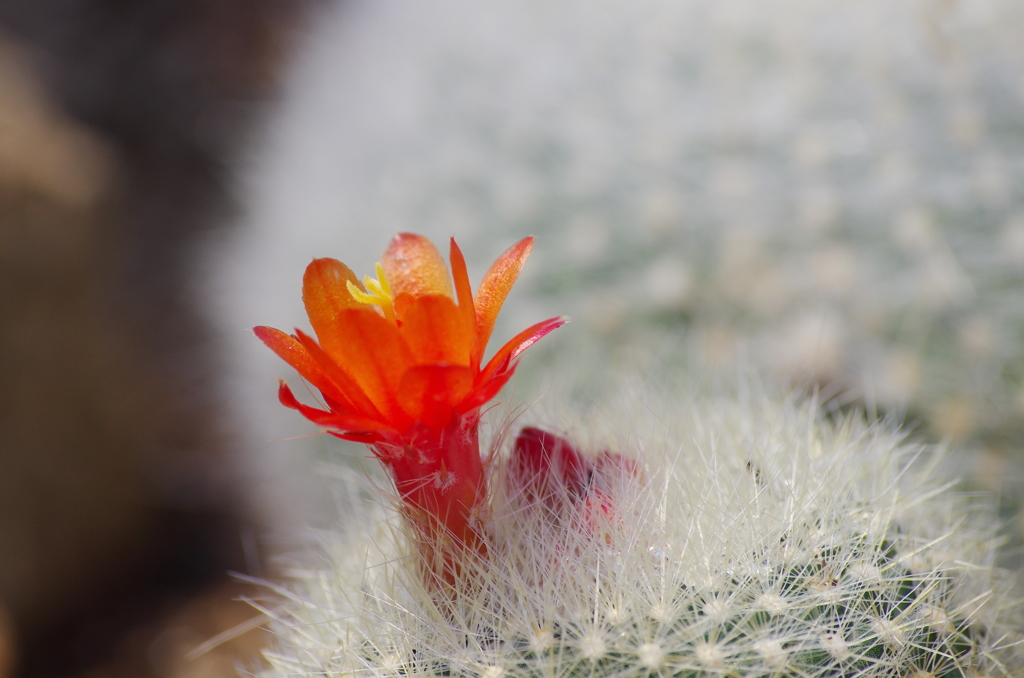 サボテンの花