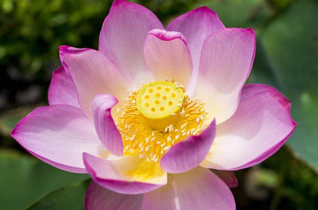 蓮の花②