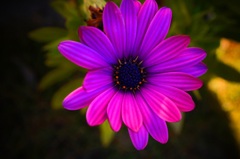 DSC00239