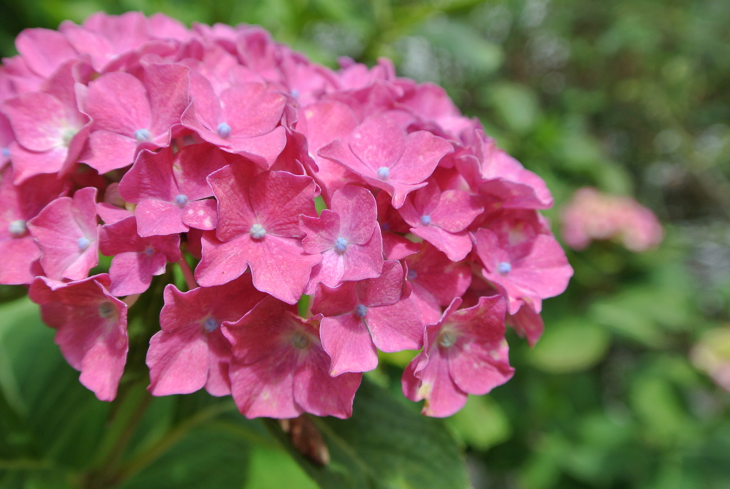 紫陽花