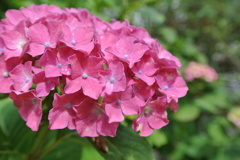 紫陽花