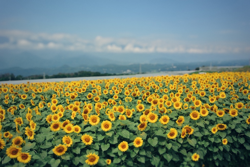 夏、
