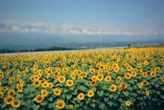 夏、