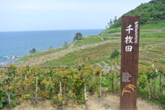 世界農業遺産