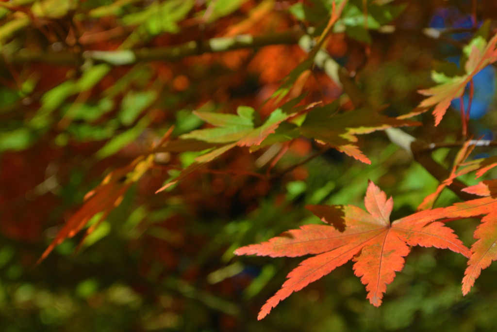 紅葉