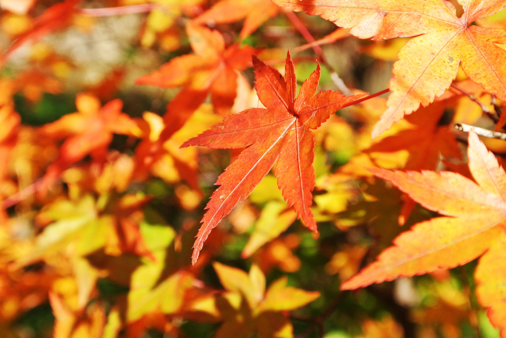 紅葉